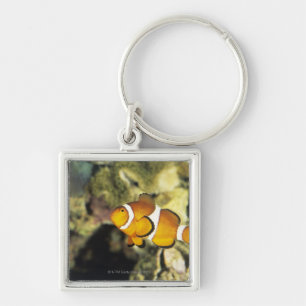 Llavero Clownfish comunes (ocellaris del Amphiprion),