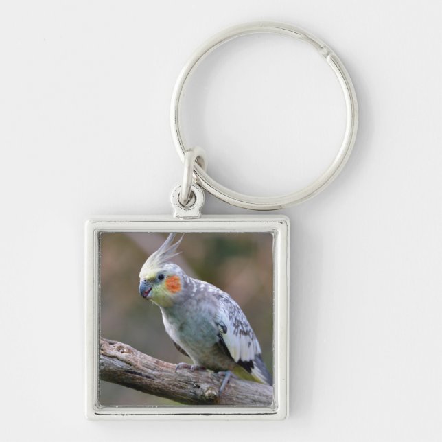 Llavero Cockatiel budgerigar encaramado en la tarjeta post (Frente)