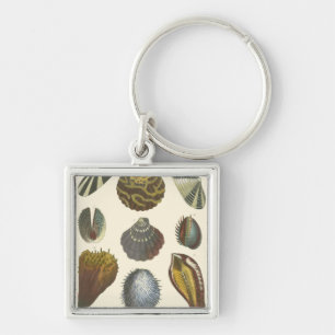 Llavero Colección Conchology
