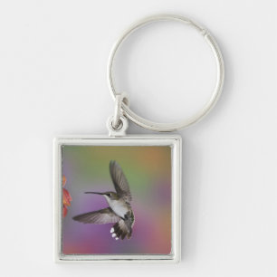 Llavero Colibrí garganta rubí hembra en vuelo