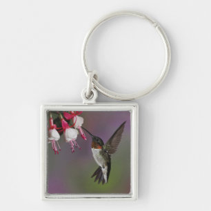 Llavero Colibrí garganta rubí macho, Archilochus