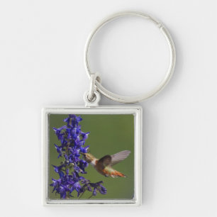 Llavero Colibrí rufescente