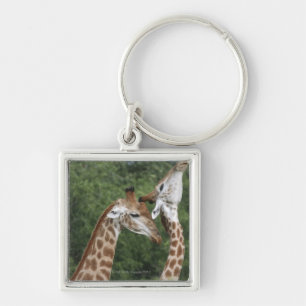 Llavero Collarino de dos jirafas (camelopardalis del