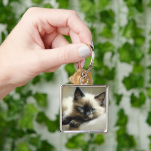 Llavero Compañero acogedor Siamese Kitten