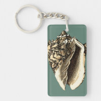 Concha verde azulada Shell