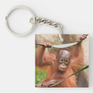 Llavero Conexión de cría de orangután