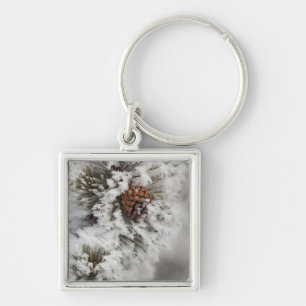 Llavero Cono del pino de Lodgepole en invierno en