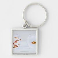 Contraste de muchos goldfish en fishbowl y