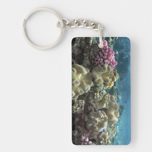Llavero Coral, arrecife de Agincourt, Gran Barrera de Cora (Frente)