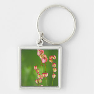 Llavero Corazones de papel (Rumex Woodii), Ukhahlamba