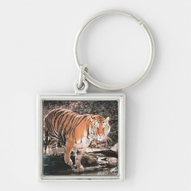 Llavero Corriente de la travesía del tigre (Frente)