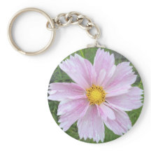 Cosmos - Palest of Pinks —