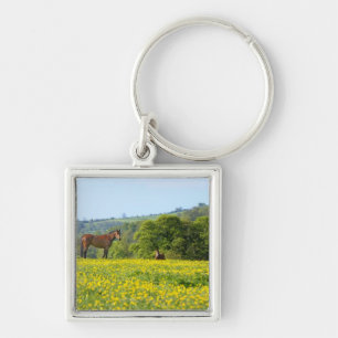 Llavero Cotswolds, Reino Unido