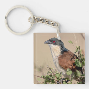 Llavero Coucal de Burchell