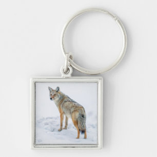 Llavero Coyote en alerta en la nieve