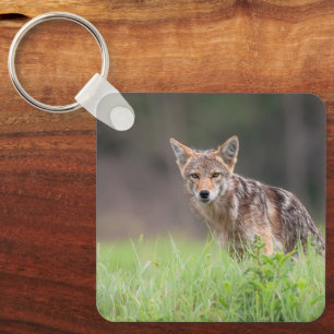 Llavero Coyote, Pradera Tranquila Vida Silvestre