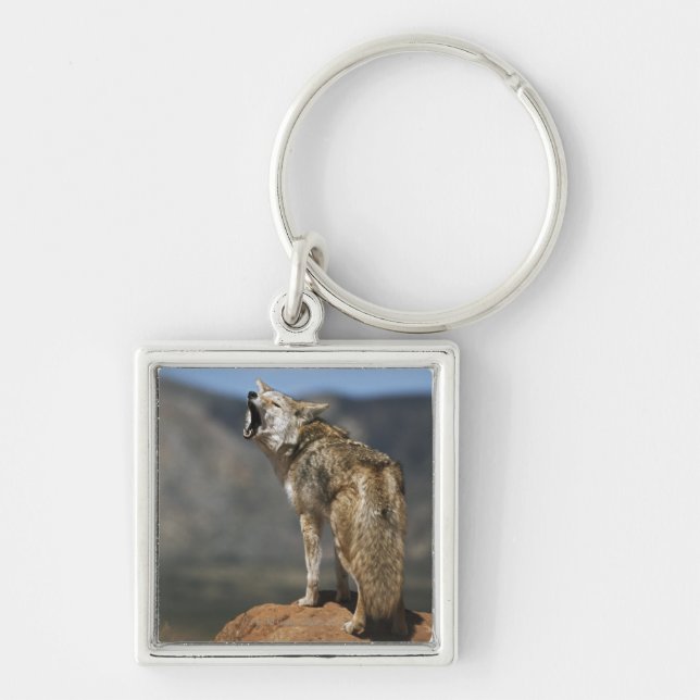 Llavero Coyote que grita del punto álgido (Frente)