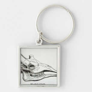 Llavero Cráneo de una jirafa