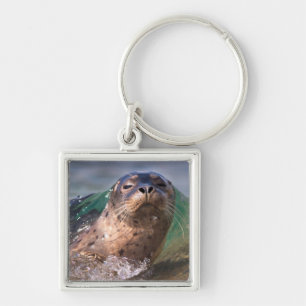 Llavero Cría de foca común