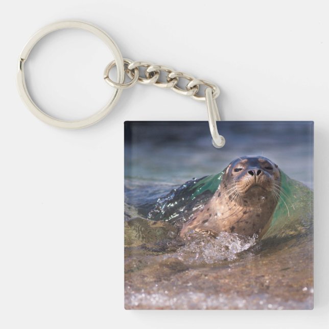 Llavero Cría de foca común (Frente)