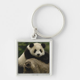 Llavero Cría de panda gigante (Ailuropoda melanoleuca)