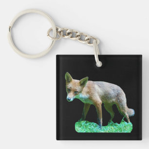 Llavero Cría de zorro en hierba musgosa bosque fauna silve