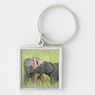 Llavero Crías de elefante indio / asiático