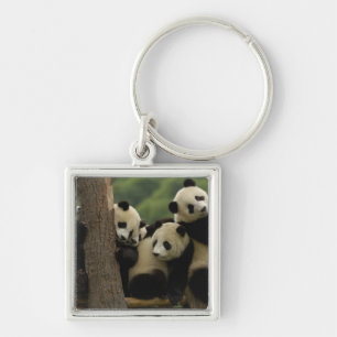 Llavero crías de panda gigante Ailuropoda melanoleuca)
