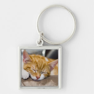 Llavero Cute Kitten