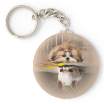 Cute shih tzu y chihuahua