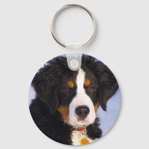Llavero Cuto Bernese Mountain Dog Puppy Picture
