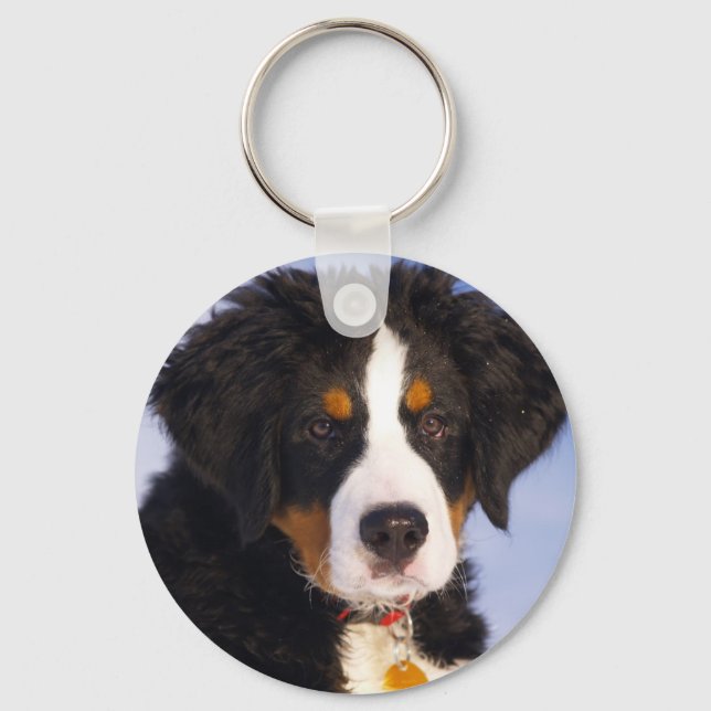 Llavero Cuto Bernese Mountain Dog Puppy Picture (Anverso)