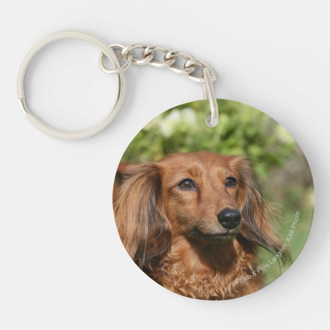 Llavero Dachshund, la minitoria roja de pelo largo (Frente)