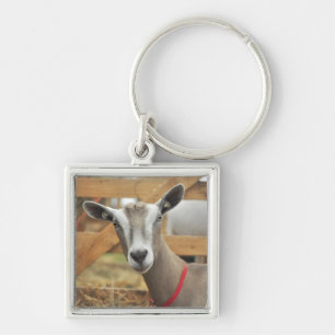 Llavero Dairy Goat Doe
