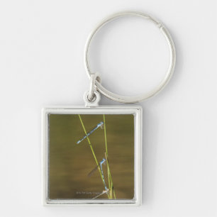 Llavero Damselflies de acoplamiento