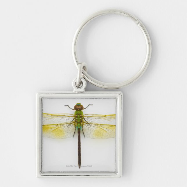 Llavero Darner verde (junius de Anax) en el fondo blanco, (Frente)