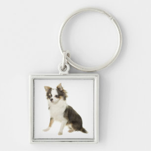 Llavero de cachorro Chihuahua de pelo largo