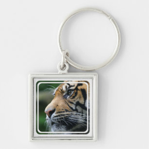 Llavero de la imagen del tigre