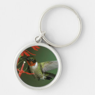 Llavero del colibrí 2
