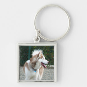 Llavero del husky siberiano