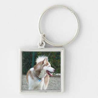 Llavero del husky siberiano