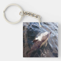 Delfín Común Vida Silvestre Marina Oceánica Náutic
