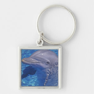 Llavero Delfín Mular, Tursiops Truncatus