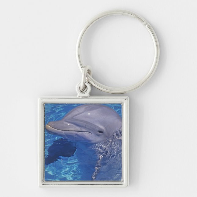 Llavero Delfín Mular, Tursiops Truncatus (Frente)