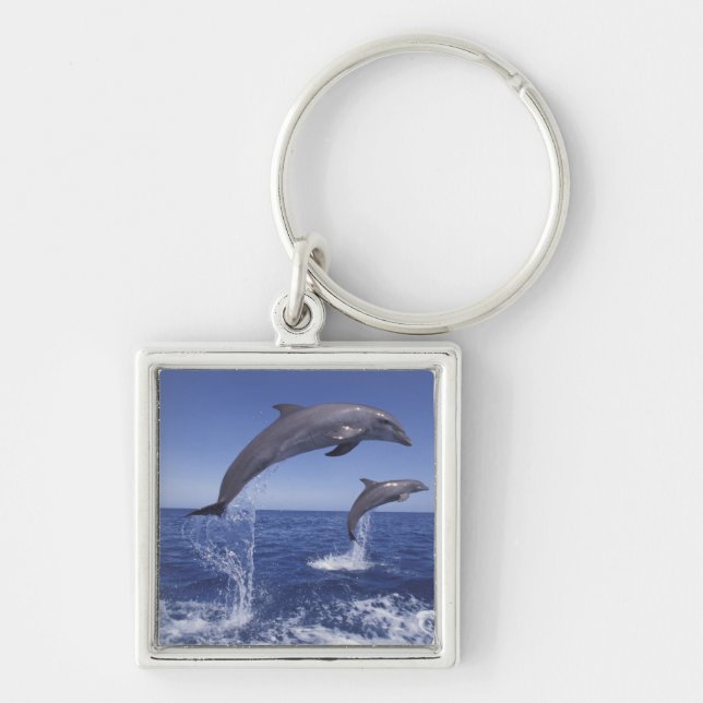 Llavero delfines del Caribe, nariz de botella (Frente)