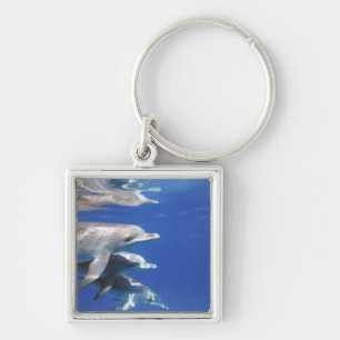 Llavero delfines moteados del Atlántico. Bimini, Bahamas
