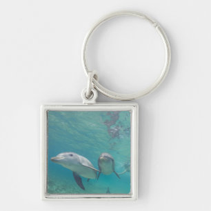 Llavero Delfines mulares Tursiops truncatus