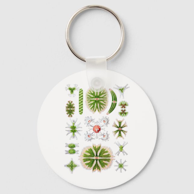 Llavero Desmids (Anverso)