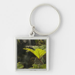 Llavero Detalle vegetal en un jardín botánico, Ecuador