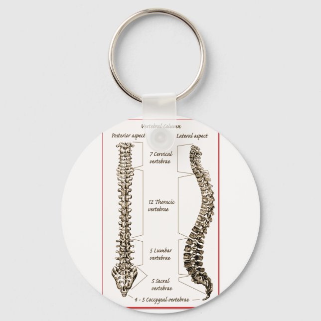 Llavero Detalles de la columna vertebral Sepia2 (Anverso)